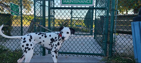 Luna Visits South Beach Dog Park Melbourne Beach FL