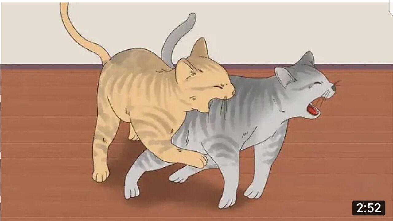 Know if Cats Are Playing or Fighting