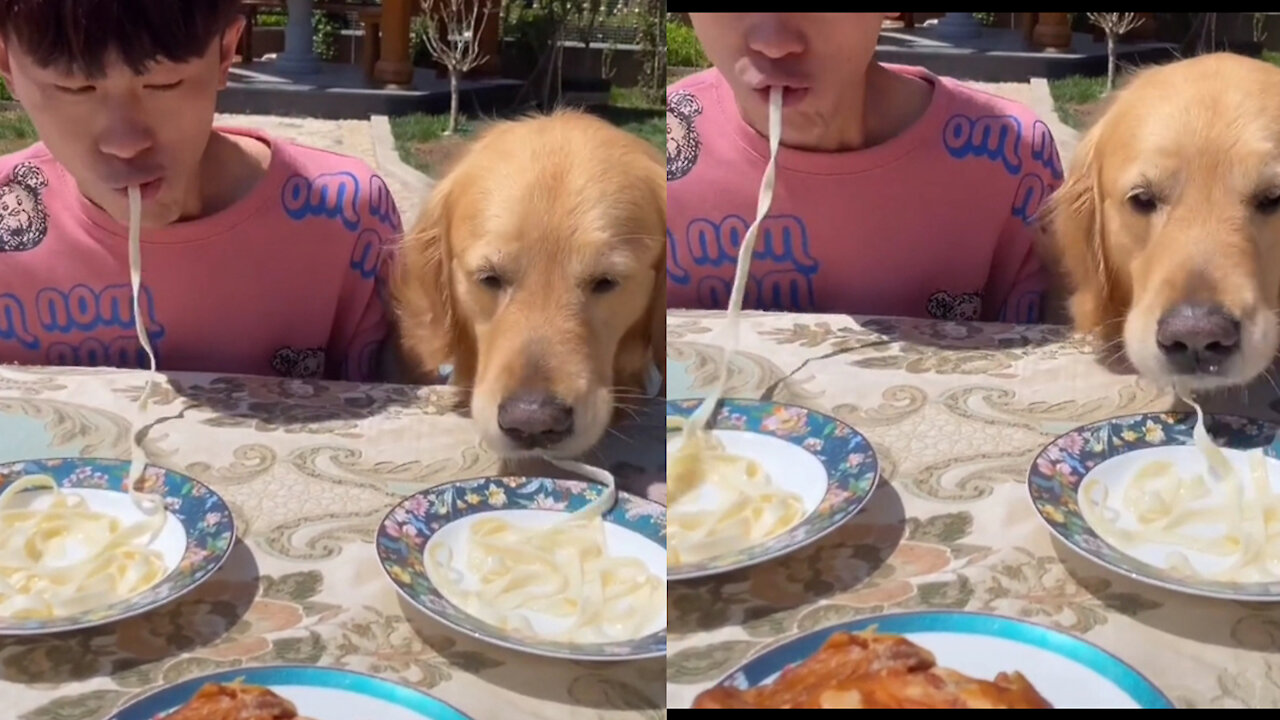 Eating noodles with dogs