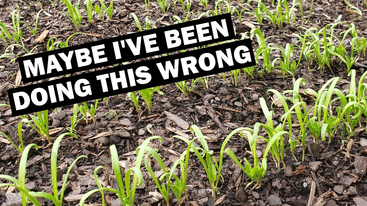 Maybe I've Been Doing Spinach All Wrong & Fall Garden Check--IN