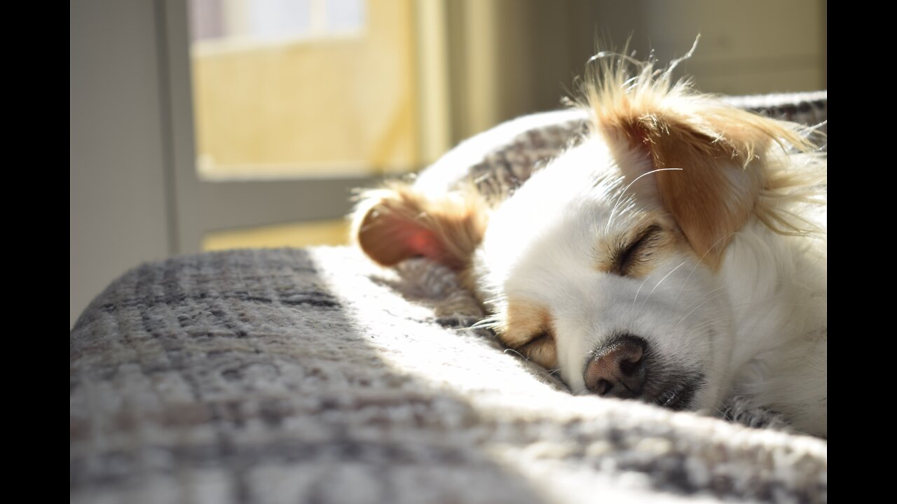 Sweet dog won't give up her spot with her mama