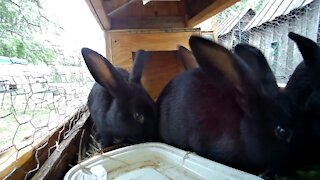 Rabbits going crazy for some fresh green