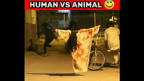 Human VS Animal Hillarious Reaction