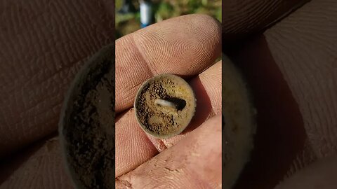 Buttino #metaldetecting #treasurehunting #trending #coin #button #hunt #trump #music #shorts