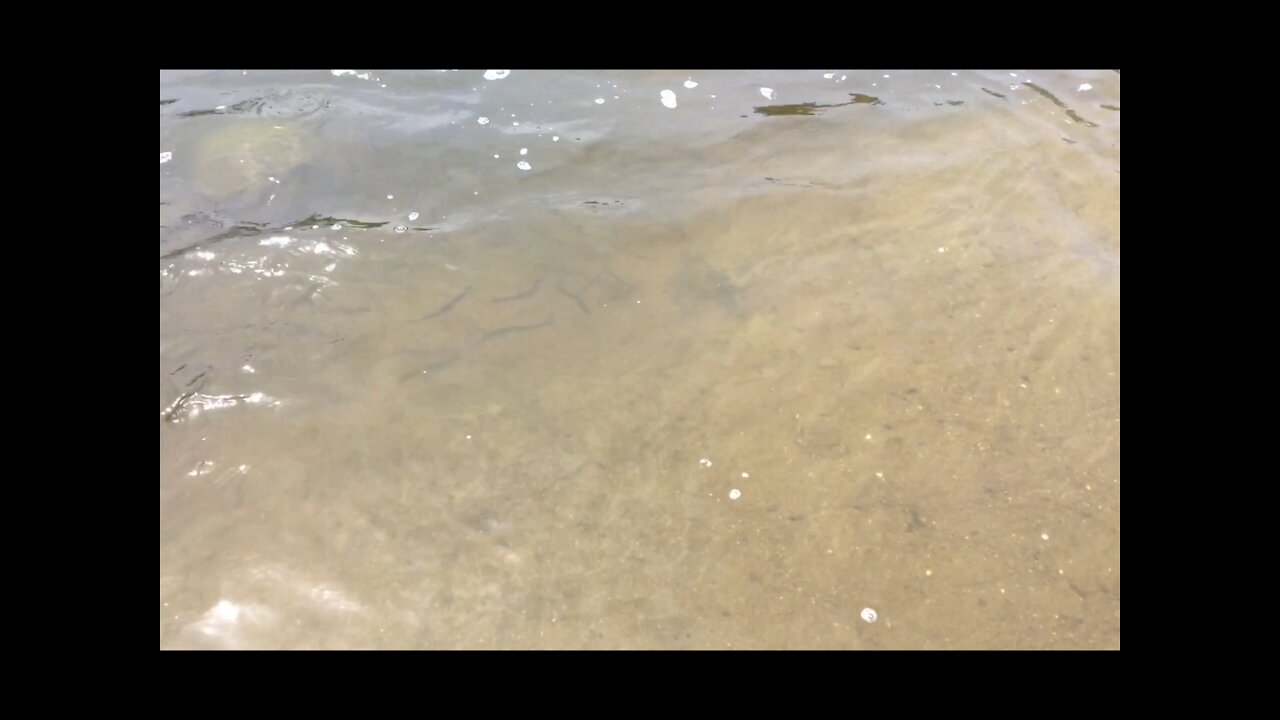 Milwaukee River Fishing by Estabrook Park 密尔沃基河钓鱼