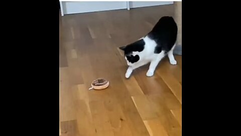 New funny animal 😂 funniest cats and dogs video 🤣