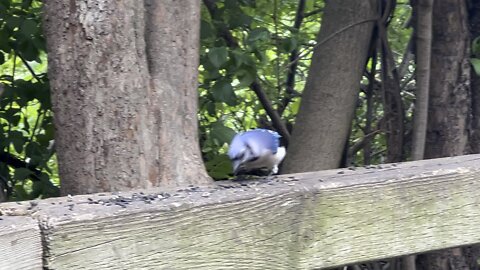 Red-Tailed Squirrels doubles