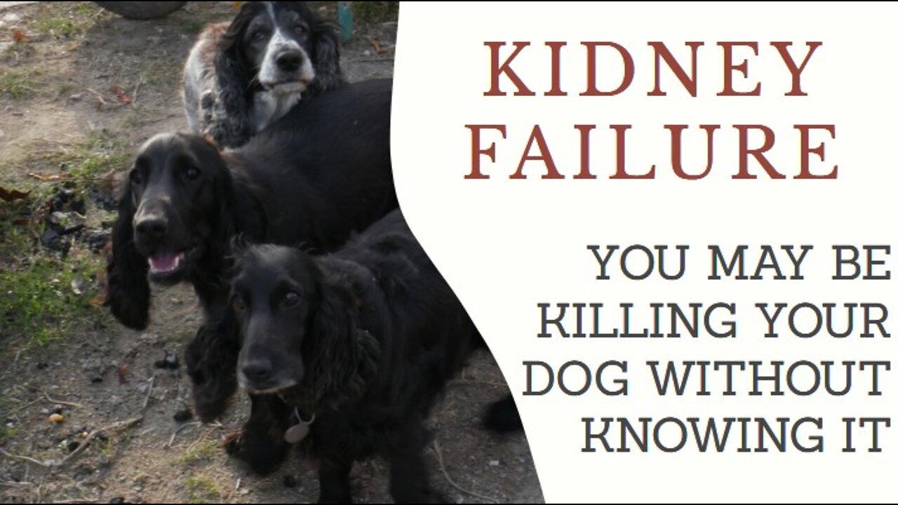 Dog kidney failure / renal failure in dogs or cats - Cocker Spaniel