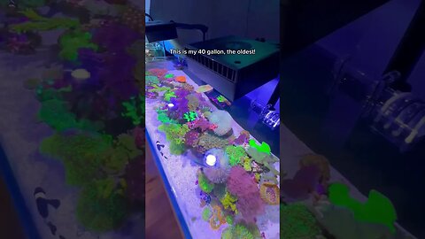 Pick a Favorite Aquarium 💬 #fishaquarium #fish #aquariumfun
