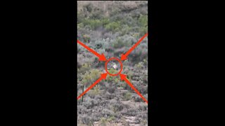 Hunting Coyotes #shorts #dogs #animals #hunter #062