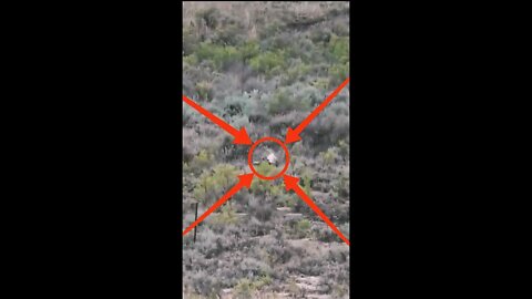 Hunting Coyotes #shorts #dogs #animals #hunter #062