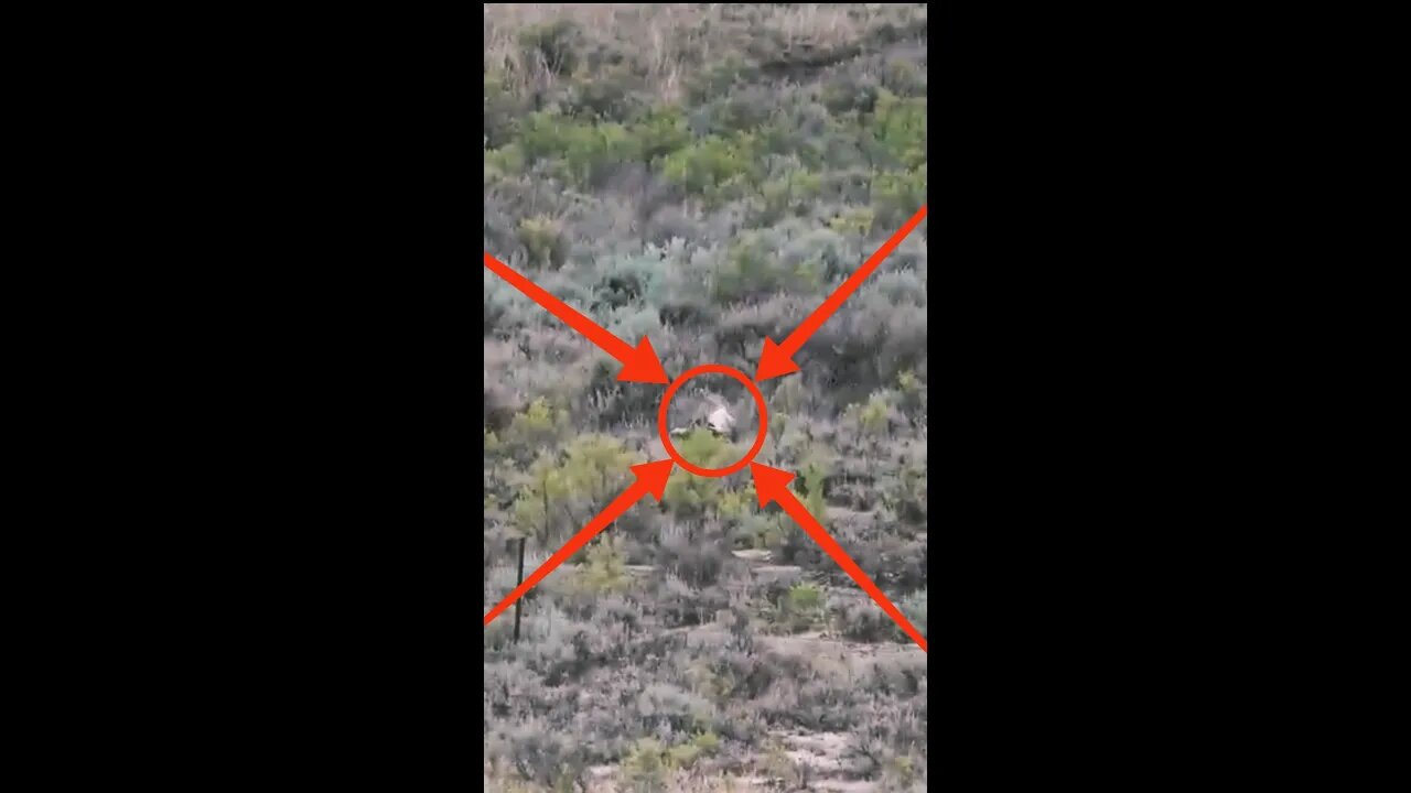 Hunting Coyotes #shorts #dogs #animals #hunter #062