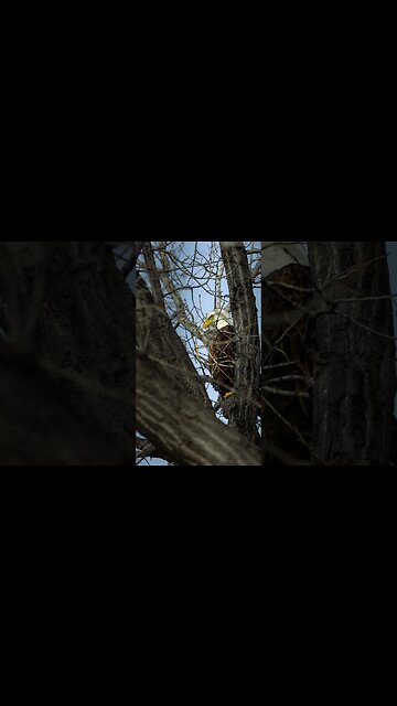 Shooting Bangers with Entry Level Gear #CanonRP #CanonR10