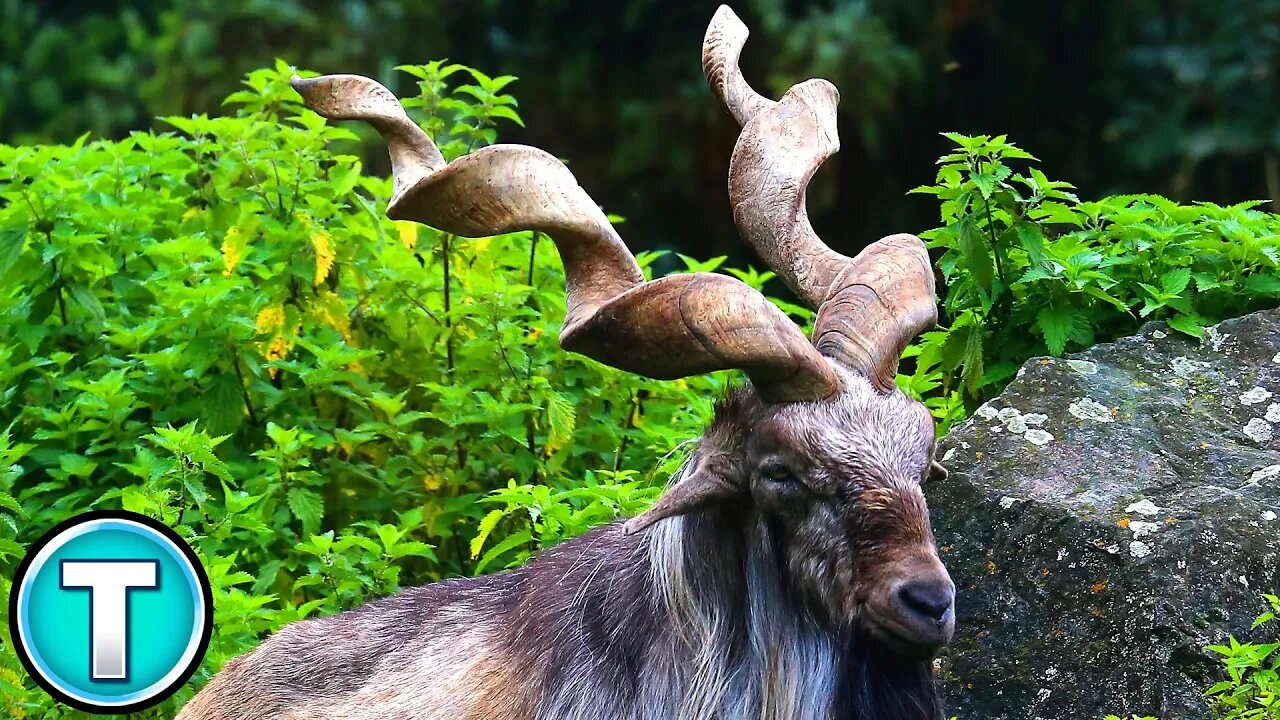 World's Weirdest Animals: Markhor