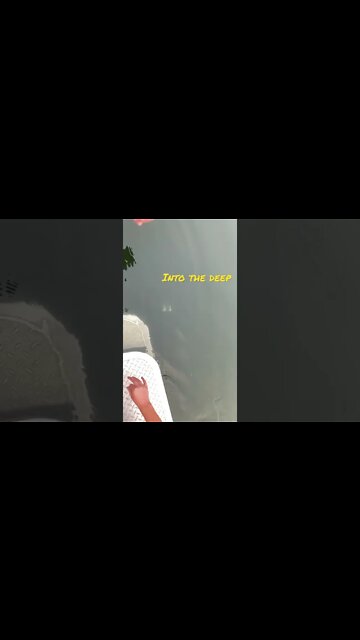 Sturgeon Release #sturgeon #snakeriver #idaho #fishing #shorts