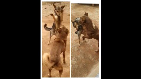 Two dogs are having so much fun