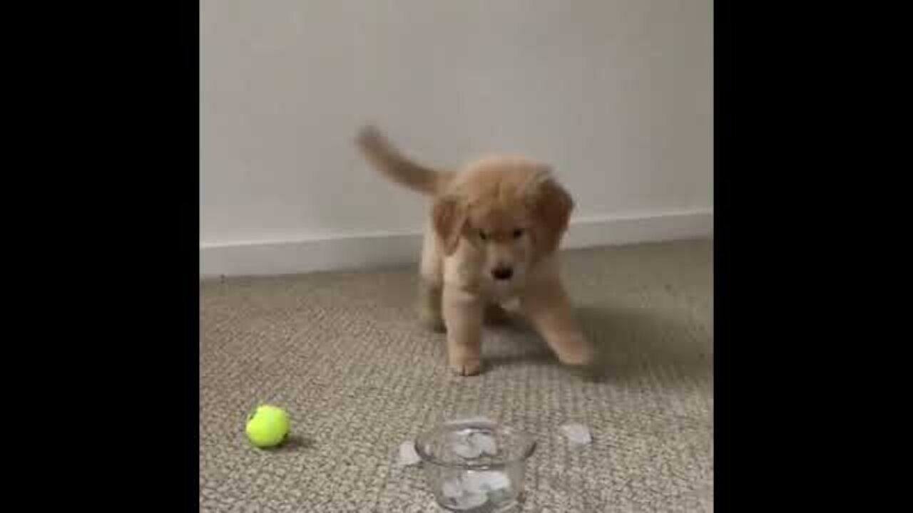 Adorable Golden Retriever Puppies 😍