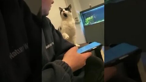 True love is shown through head butts