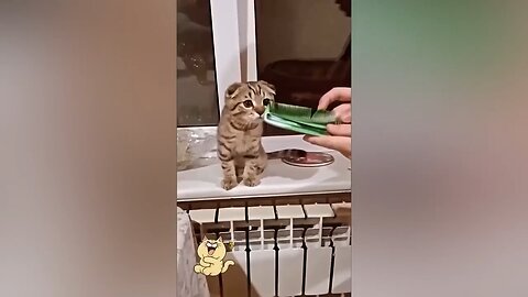 Funny Animal Videos
