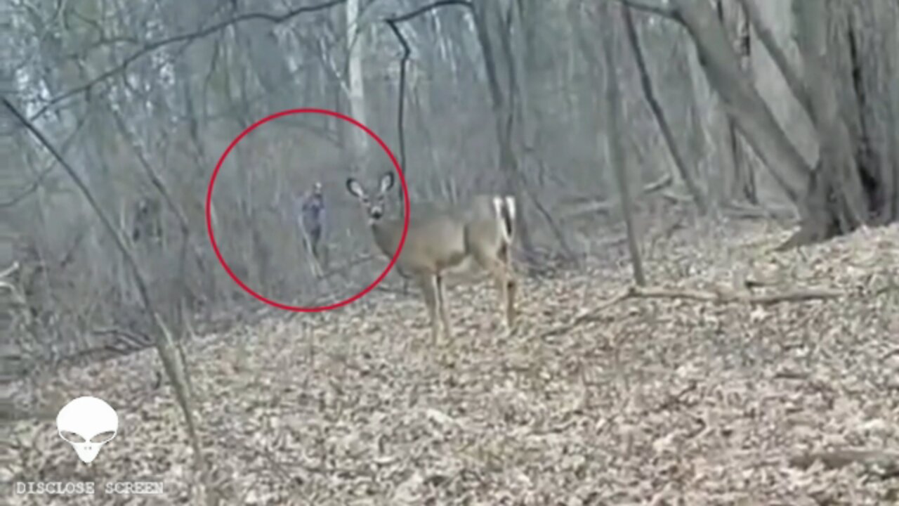 Two humanoid figures/Bigfoot's? 'SOMETHING' captured on live stream stalking a deer & UFO sightings.
