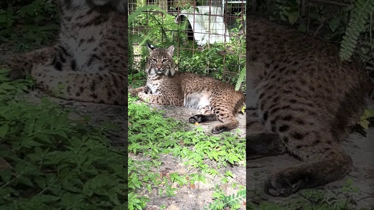 Good Afternoon Handsome Flint Bobcat sniffing the gentle cool breeze coming off of Tiger Lake.