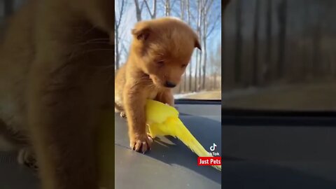 Cute Puppy & his best friend #cute #tiktok #viral #funnyanimals #shorts