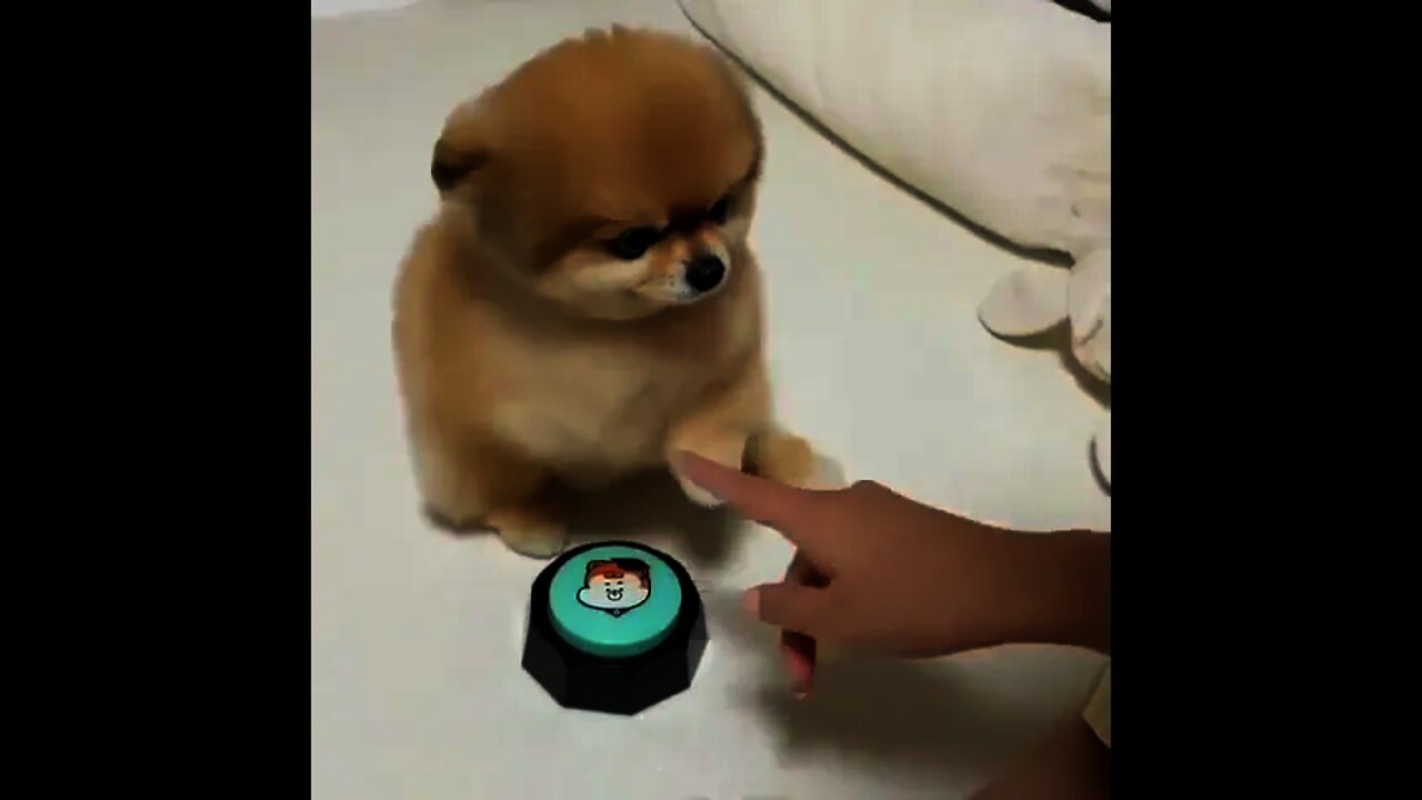 I don't want to play this button | #Shorts #Animals #Pet