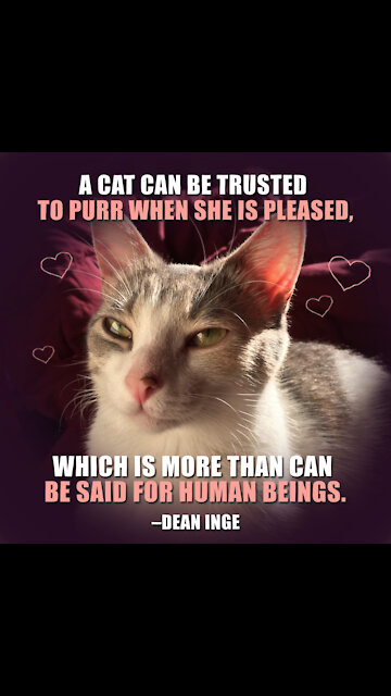 Cats Purr When Pleased [GMG Originals]