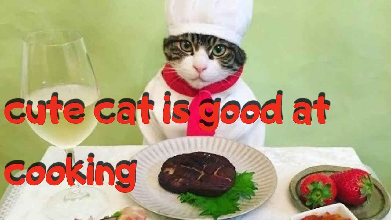 Cute cat cooking at home