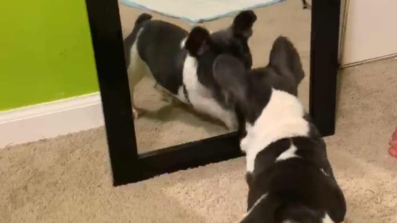 First time seeing his reflection 🤣