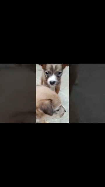 How much this life hurts 💔🥺 - Dog rescue video 😥 @1mhumanity493 #shorts #humanity #1mhumanity