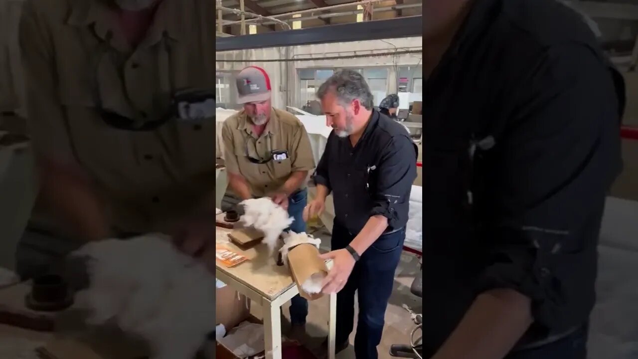 Grabbing a cotton sample off of a bale ginned in South Texas.