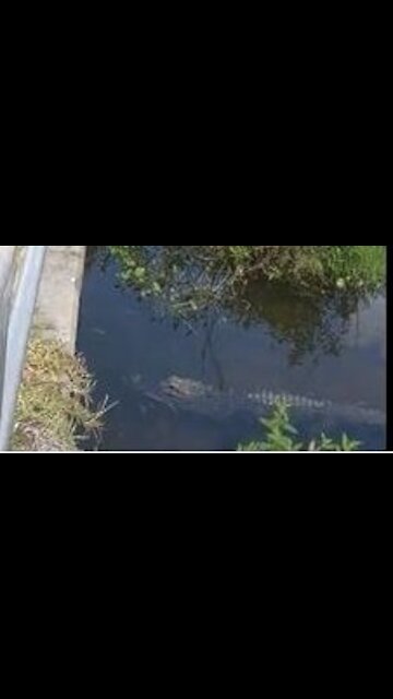 Alligator Surprise!