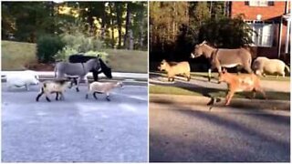 Farm animals invade US neighborhood