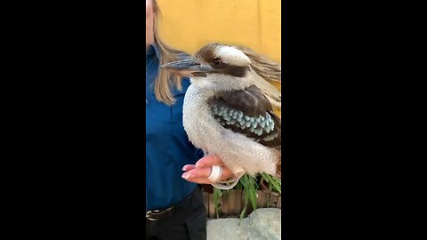 bird voice