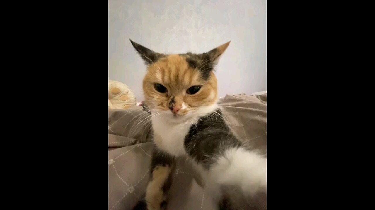 My favorite cat