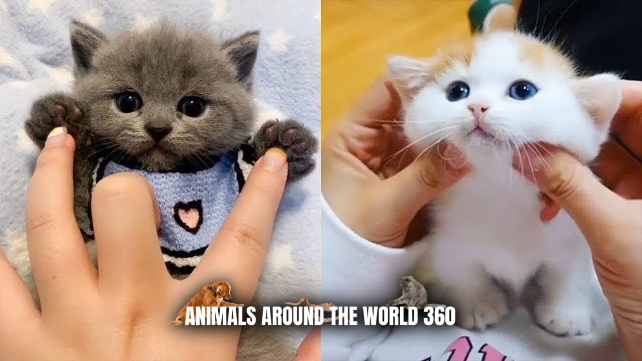 Babies Cats Cute And Funny Videos Compilation Of Cats Cute Kittens In The World