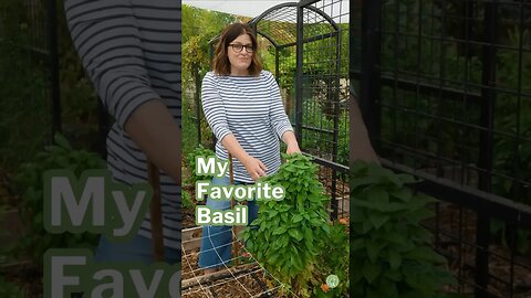 My Favortite Basil 🌿