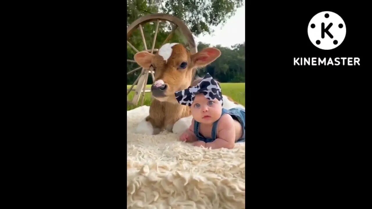 Cute baby & Calf #calf #cute #cutecalf #cutebaby