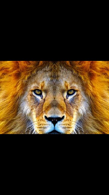 "Roaming with Grace: Embark on an Enchanting East African Safari Adventure"