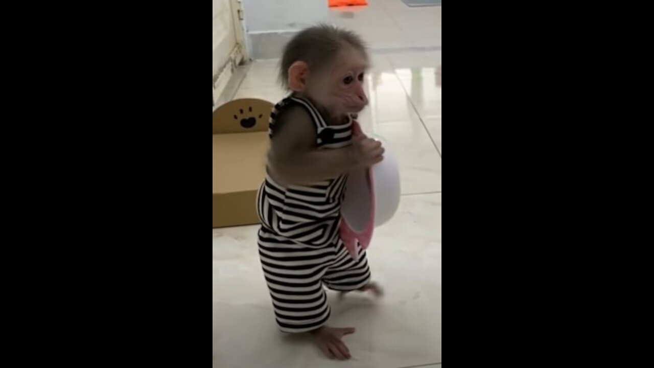 Smart BiBs helps dad feed baby parrots