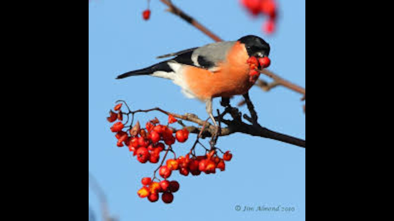 Bulfinch bird is one of the most beautiful birds in Europe and in the Arab countries