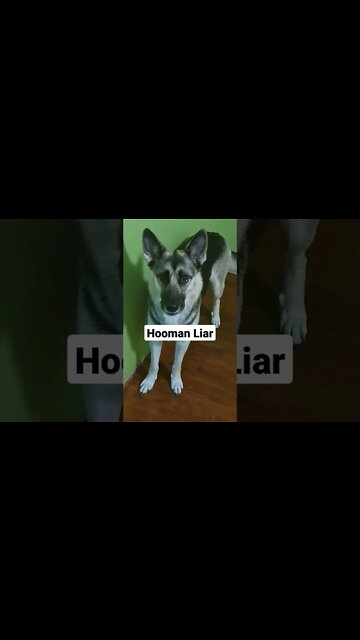 Confronting Maple Over Cat Food Incident #shorts #doggo #shepsky