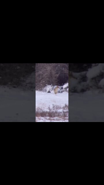 Coyote looking for supper. #shorts