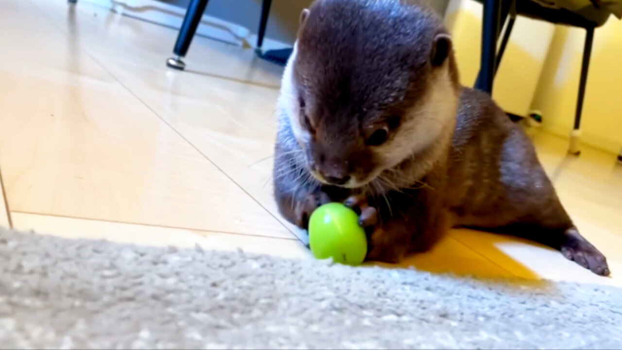 THE FIRST YEAR OF LIFE..THE OTTER