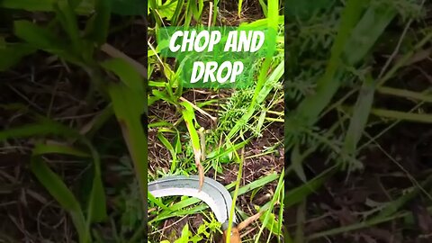 Why spread chop and drop #permaculture