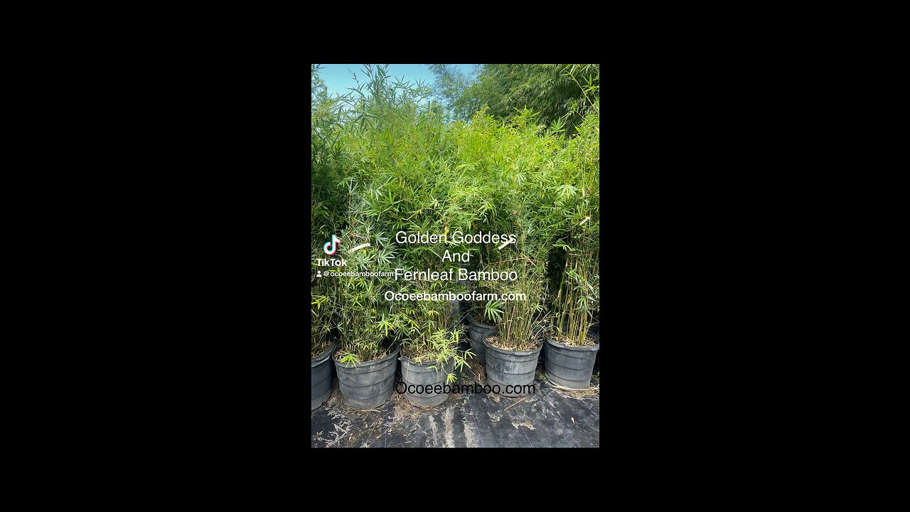 Golden Goddess - Fern Leaf - Seabreeze - Black Bamboo - Dwarf Buddha Ocoee Bamboo Farm 407-777-4807