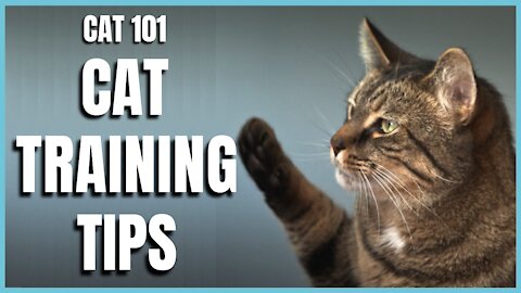 Cats 101: Basic Cat Training Tips