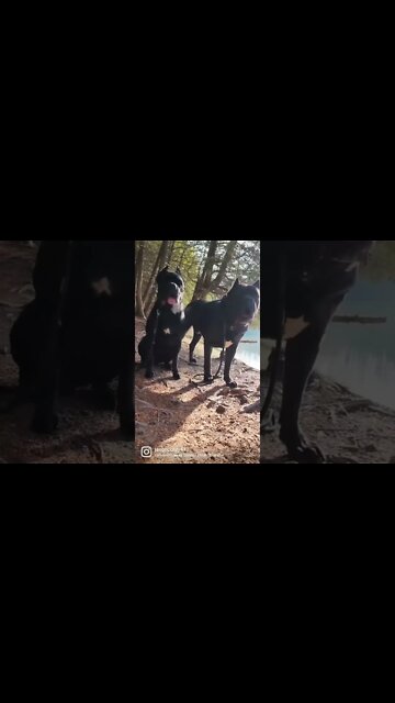 Cane Corso Thanksgiving #shorts #pets #dog