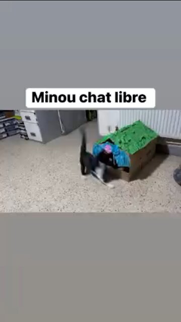 Une petite bagarre entre minou chat libre et mimi